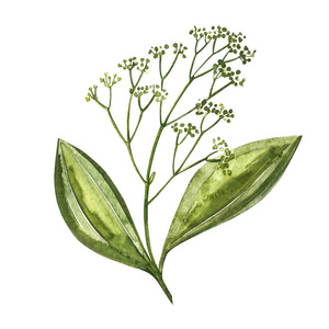 白色背景上孤立的肉桂枝.水彩插图.厨房里的香草和香料.照片