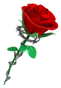 玫瑰和带刺的铁丝图片