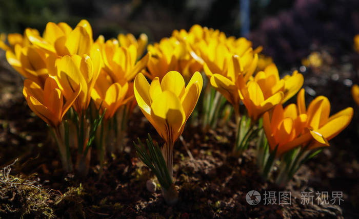 春天在我的花园里。第一朵花，阳光下的黄色番红花