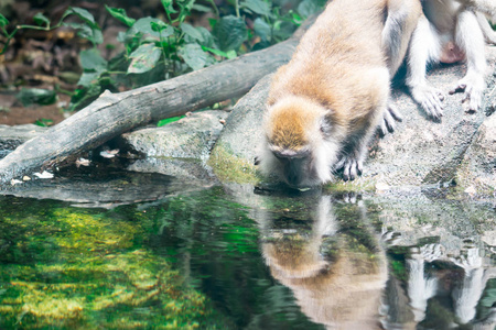 炎炎夏日,猕猴在河边饮水照片