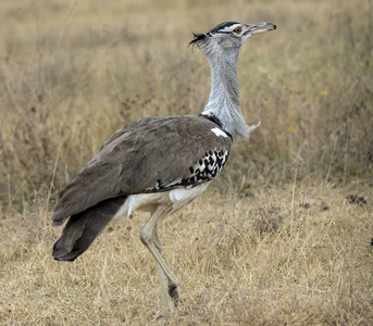 在非洲坦桑尼亚塔兰吉尔国家公园干燥的大草原上,一只科里大鸨,嘴里叼