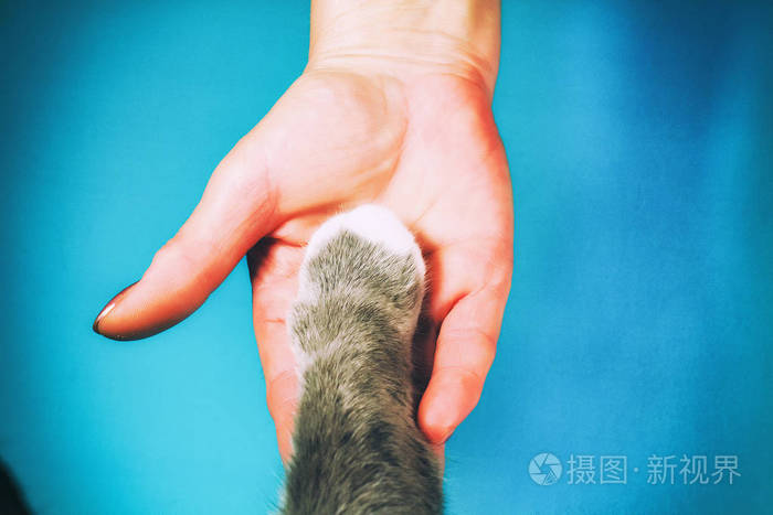 家人的手和猫毛茸茸的爪子组成一个团队为动物权利而战帮助动物