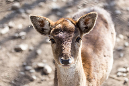 年轻的雌鹿图片-年轻的雌鹿素材-年轻的雌鹿插画-摄图新视界