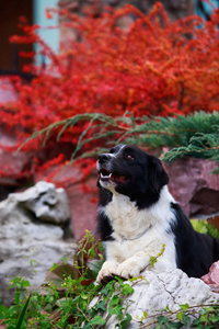 犬种边境牧羊犬图片