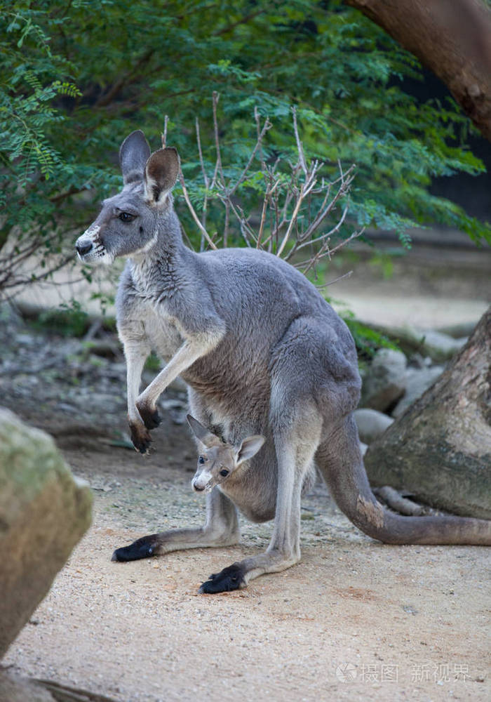 特写照片家庭袋鼠和可爱的乔伊藏在袋子里澳大利亚