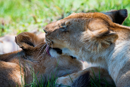 母狮通过舔狮子来表现出倾向性图片