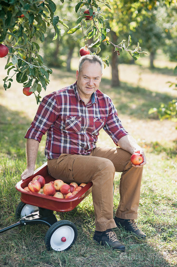 苹果园里拿着苹果的老人