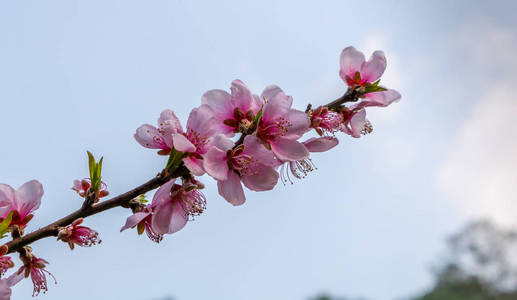 春季樱花之美图片
