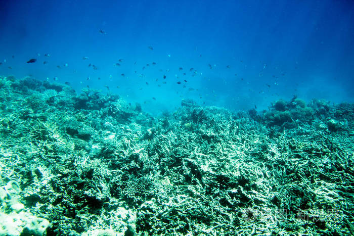 海洋 莫尔兹 莱比 拉法 动物群 植物区系 胡尔加达 沃达
