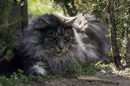 成年雄性缅因浣熊猫图片