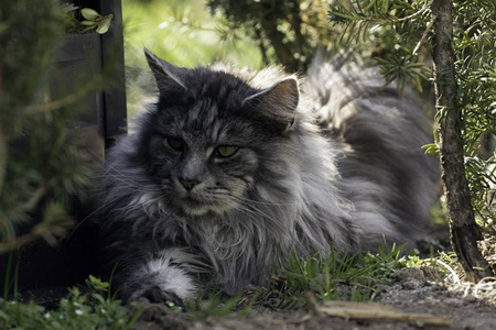 成年雄性缅因浣熊猫图片