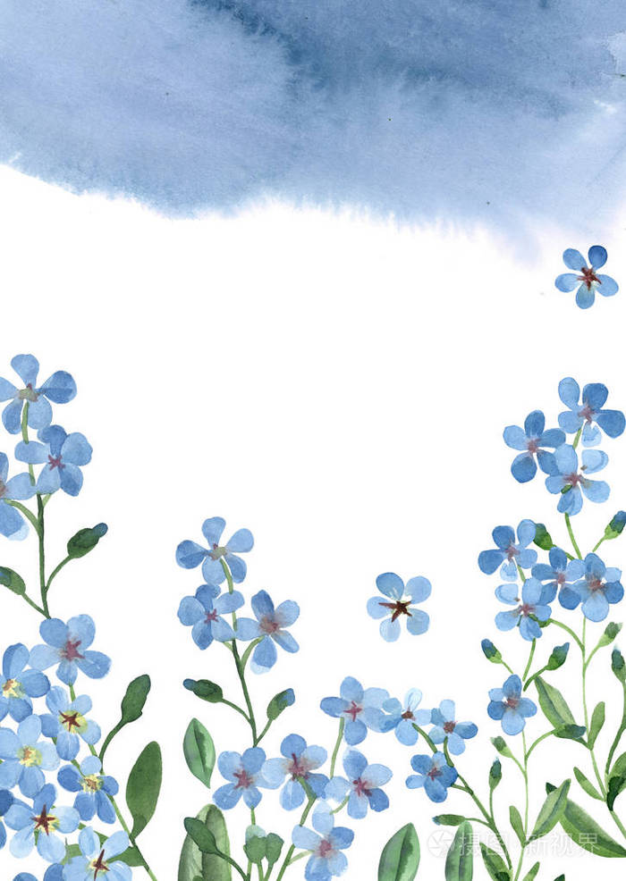 水彩画蓝色勿忘我白色上的绿叶
