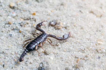 蝎子在沙滩上爬行图片
