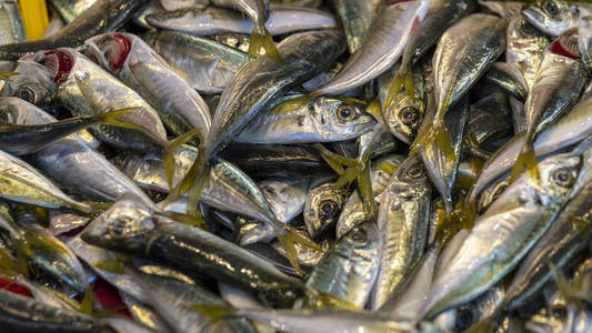 海鲜螺鱼凤尾鱼背景冰在渔民市场商店商店.