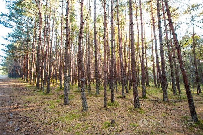 公园 墙纸 风景 生态学 自然 假期 植物 松木 伍兹 徒步旅行