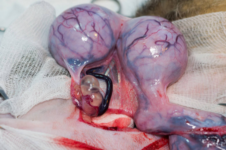 猫子宫有子宫积脓和卵巢大囊肿照片