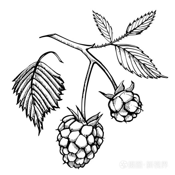 白色背景上独立的手绘覆盆子套装复古素描风格的图解