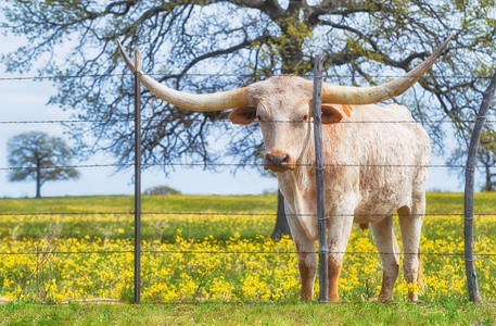 德克萨斯州春牧场长角羚羊图片