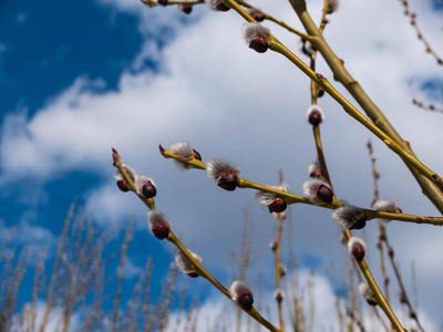 柳枝上的嫩芽迎着云彩和明媚的春天的天空照片
