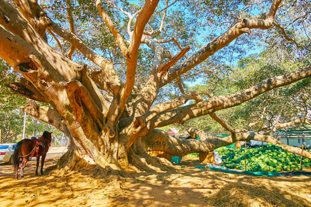 缅甸平达雅的老榕树照片