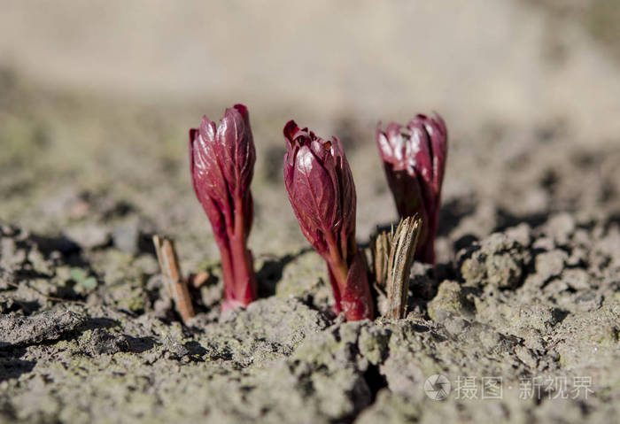 春天的阳光下春天花园里的一张床上长着鲜艳的牡丹芽