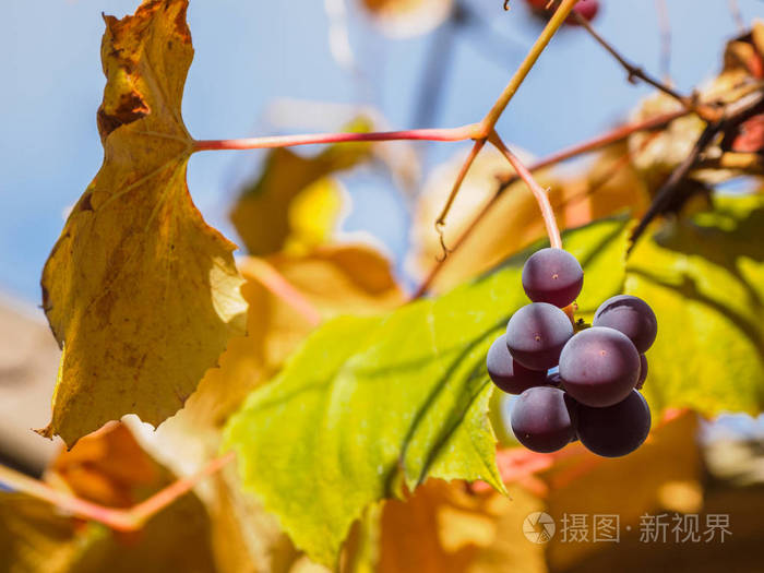 黄色的葡萄叶和浆果在蓝天下特写