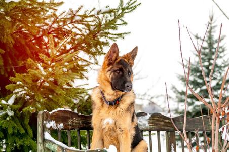 冬天坐在长凳上的德国牧羊犬图片