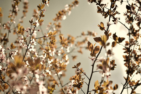春天的粉色花朵图片