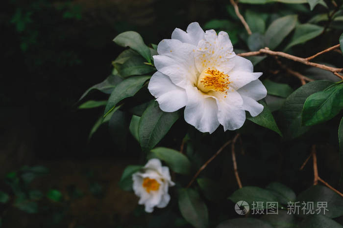 深绿色叶子上有白色的山茶花