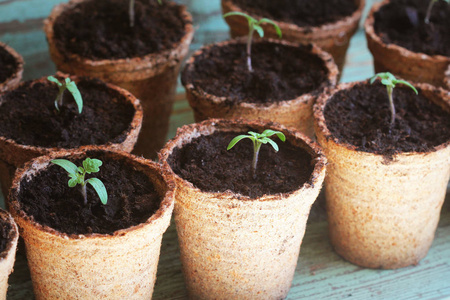 年轻的番茄发芽番茄幼苗在泥炭盆里发芽.园艺概念.照片