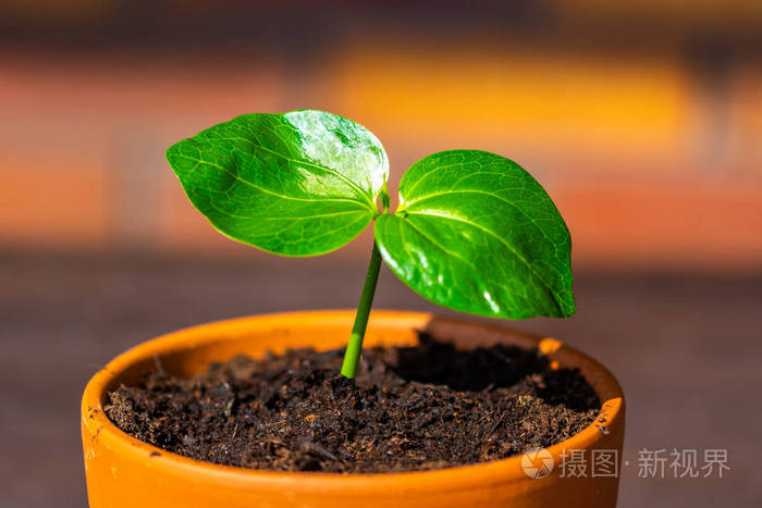 年幼的猴面包树(拉丁名adansoniadgitata)的幼苗正在盆里生长.
