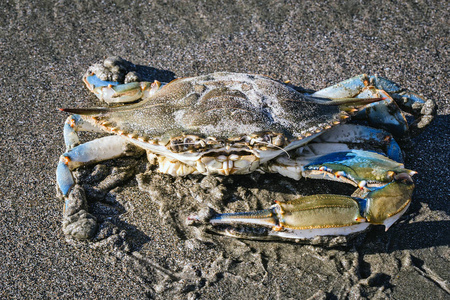海苹果放毒照片在海滩上拍摄的蓝色螃蟹,甲壳类动物的高分辨率照片.