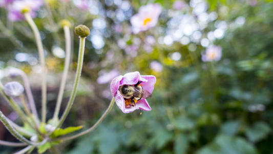 大黄蜂在半开的花里图片
