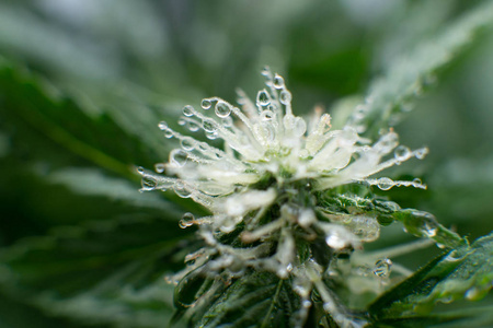 大麻花图片 大麻花素材 大麻花插画 摄图新视界