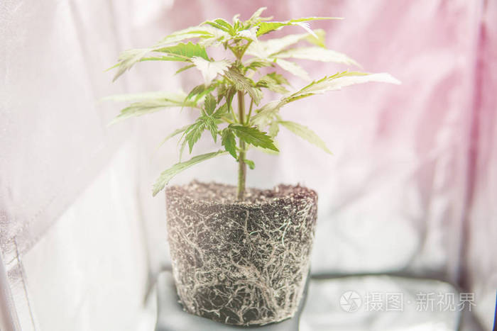 大麻根中的cbd 专业大麻种植增长 根在种植者手中 大麻植物美丽的根 宏观健康的大麻根 大麻移植 照片 正版商用图片2hyor9 摄图新视界