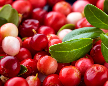 许多小红莓图片