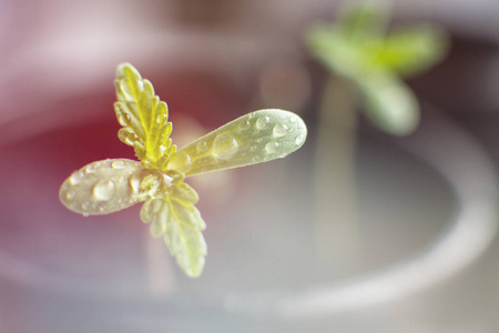 室内晒太阳图片