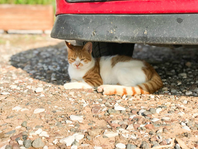 海的猫摄影图 海的猫图片大全 海的猫照片 摄图新视界