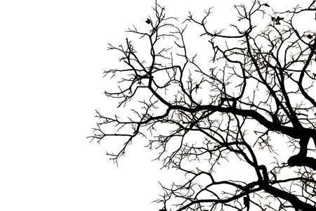 枯枝,剪影枯树或枯树在白色背景照片