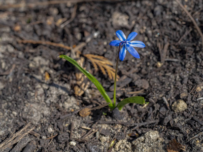 蓝色的小花正绽放着美丽的春日图片