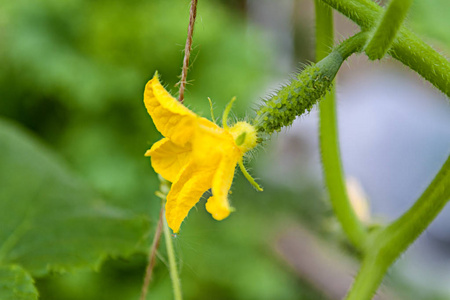 小黄瓜幼果,在自然条件下近距离开花照片