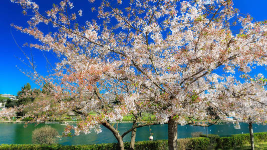 吉野樱花开花图片