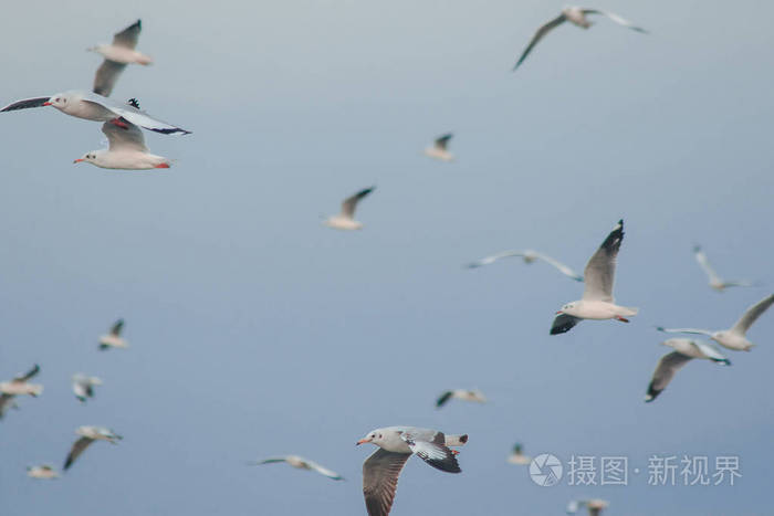 美丽的 海洋 野生动物 动物 海岸 羽毛 翅膀 旅行 猛增