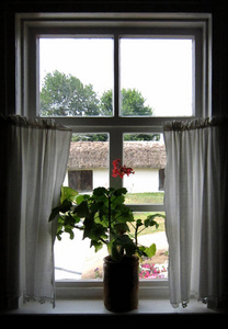 白窗帘窗前盛开的天竺葵图片