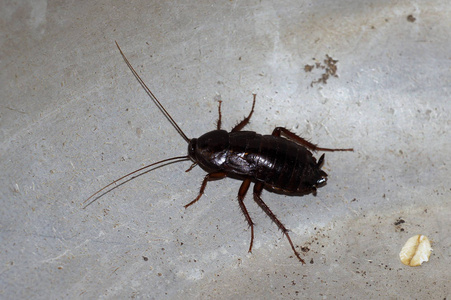 黑蟑螂吃了珍珠大麦图片