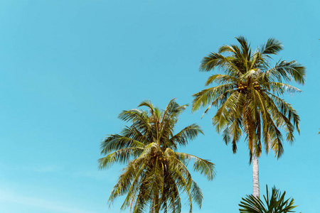 椰树海滩夏季概念图片