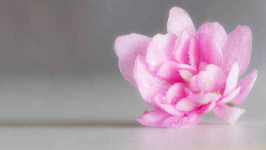 水珠中紫罗兰的粉红色花朵图片