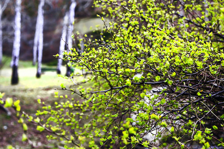 植物在早春长出叶子照片