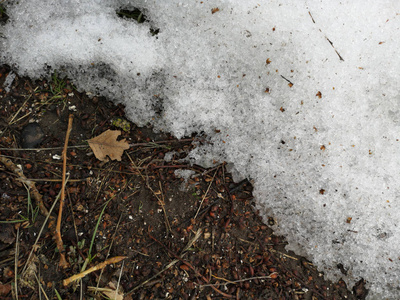 树的底部被泥土和融化的雪包围图片