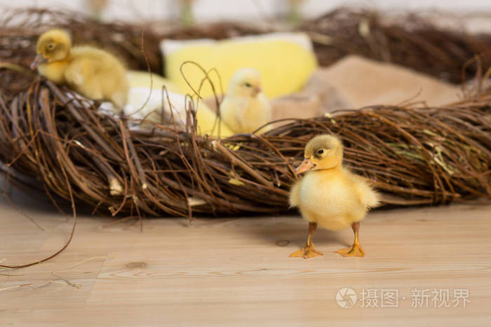 可爱的毛茸茸的复活节小鸭和小鸡正在散步